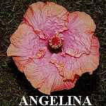 Angelina.jpg