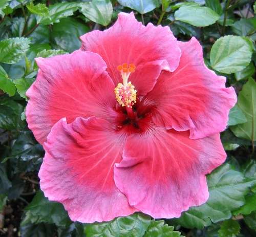 Antique_Rose LarryJ.jpg