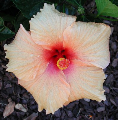 Apricot_Beauty.jpg