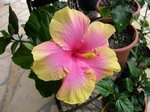 Aloha-Elegans Josette.jpg