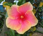 Aloha2.jpg