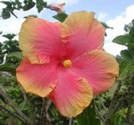 Aloha3.jpg