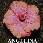 Angelina.jpg