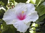 Angels_Wings_703.jpg