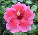 Antique_Rose LarryJ.jpg