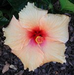 Apricot_Beauty.jpg