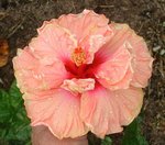 Apricot_Delight8.JPG
