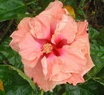 Apricot_Delight9.JPG