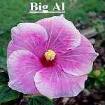 BIG_AL.jpg