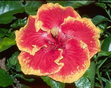 Bloomin_Blazes.jpg
