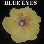 Blue_Eyes2.jpg