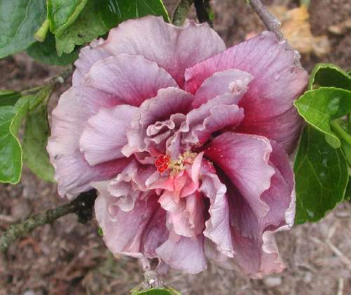 Blue_Rose9.JPG