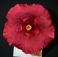 Boobook_22-5-04.jpg