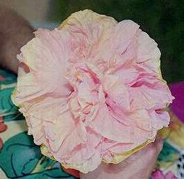 Bouquet.jpg