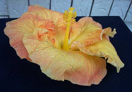 Buderim_Gold-RMan.jpg