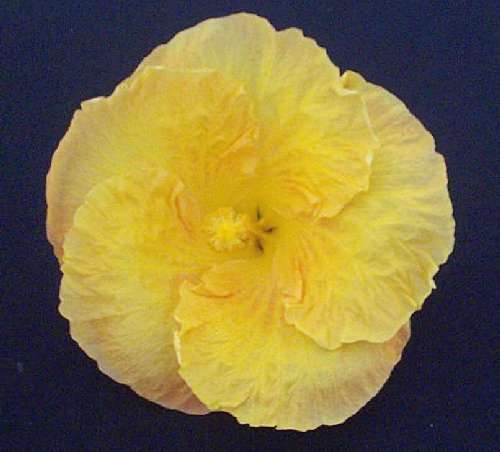 Buderim_Gold2.jpg