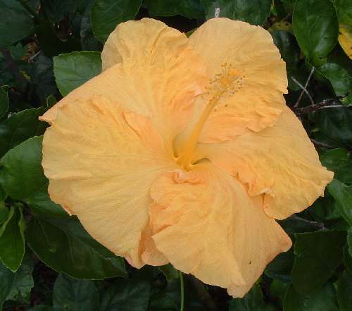 Buderim_Gold3.jpg