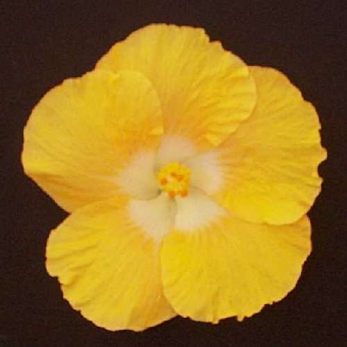 Buttercup1.jpg