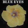 Blue_Eyes2.jpg