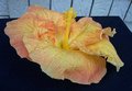 Buderim_Gold-RMan.jpg