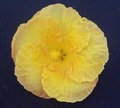 Buderim_Gold2.jpg