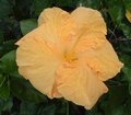 Buderim_Gold3.jpg