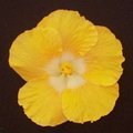 Buttercup1.jpg