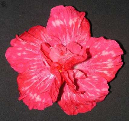 Candy_Rose.jpg