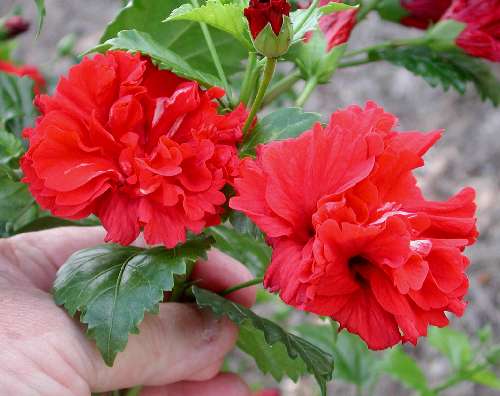 Carnation.JPG