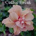 Coffee_Break.jpg
