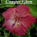 Copper_Glow.jpg