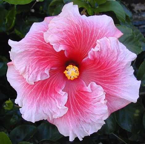Coral_Passion.jpg