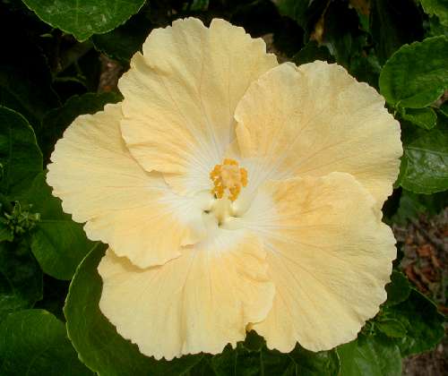 Cream-n-White.JPG