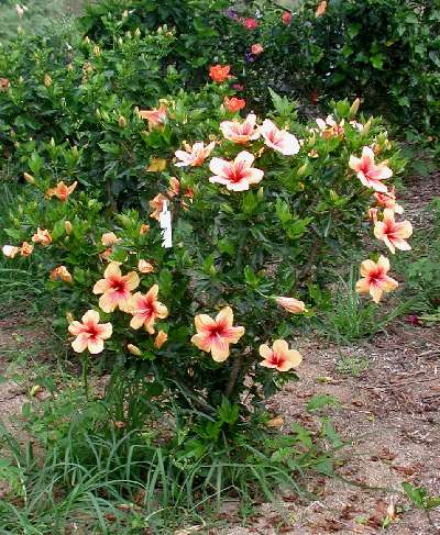 Cuban_Variety-bush.JPG