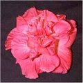 Camellia_Rose.jpg