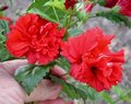 Carnation.JPG