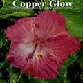 Copper_Glow.jpg