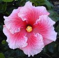 Coral_Passion.jpg