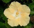 Cream-n-White.JPG