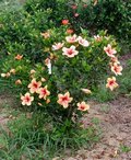 Cuban_Variety-bush.JPG