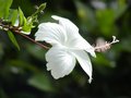 Dainty_White Sophie.jpg