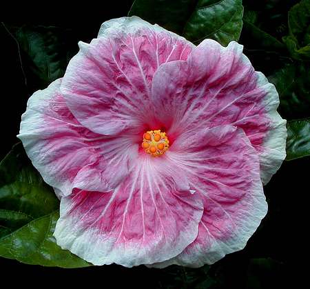 Edna Bogart RJ2.jpg