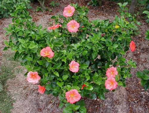 Elena_Mia-bush.JPG
