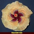 Emerald Isle [Tammy_Faye x Silver_Rose] vanDuhn-JimP.jpg