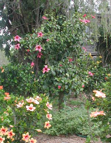 Fiji_Island-bush.JPG