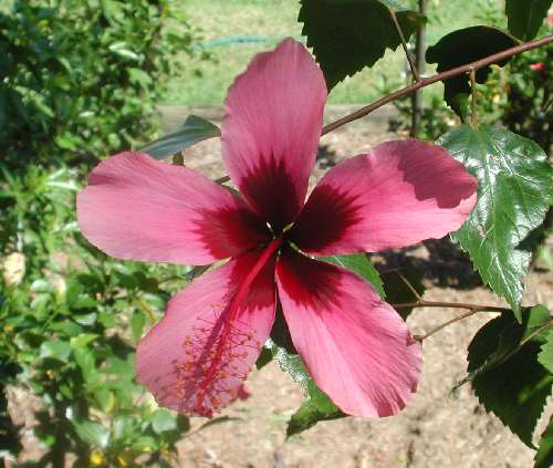 Fiji_Island1.JPG