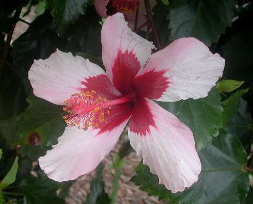 Fijian_Pink.JPG