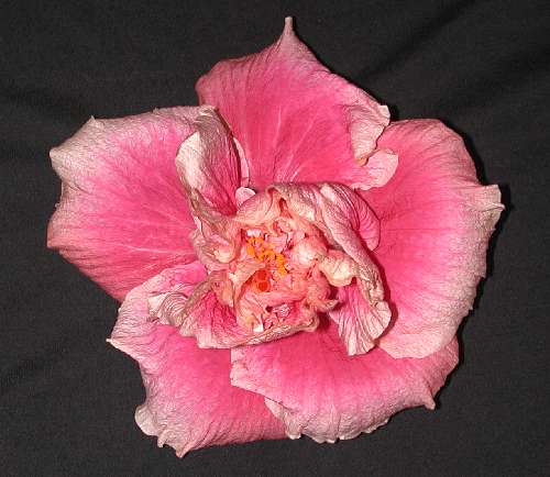 Flamingo_Star2.JPG