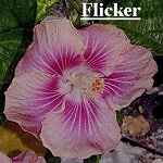 Flicker.jpg