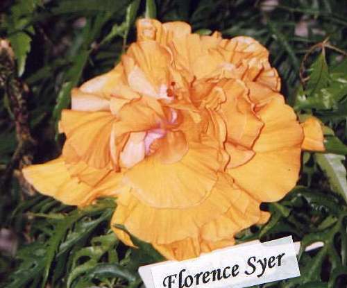 Florence_Syer.jpg